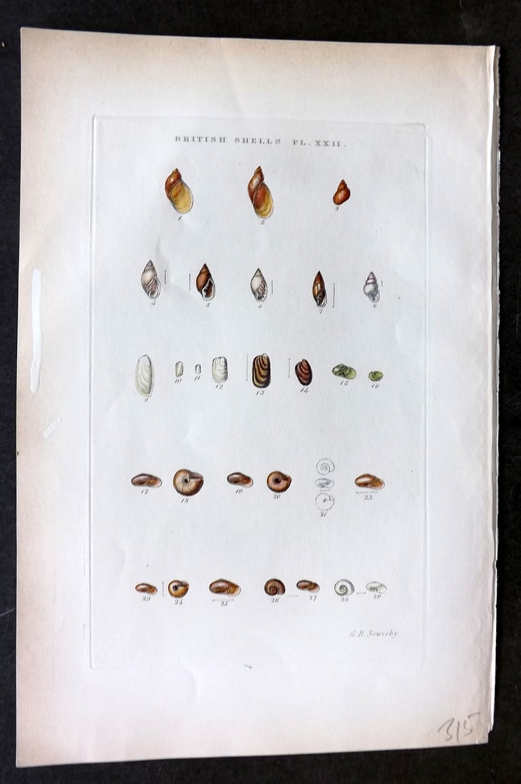 Sowerby, George 1887 Hand Col Shell Print. Succinea, Melampus, Carychium, Limax, Testacella 22 (1 of 1)