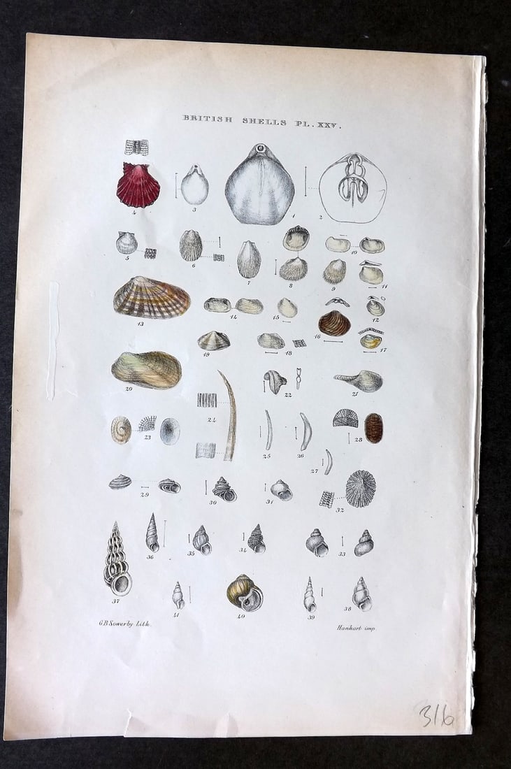 Sowerby, George 1887 Hand Col Shell Print. Terebratula, Pecten, Lima, Limopsis etc 25 (1 of 1)