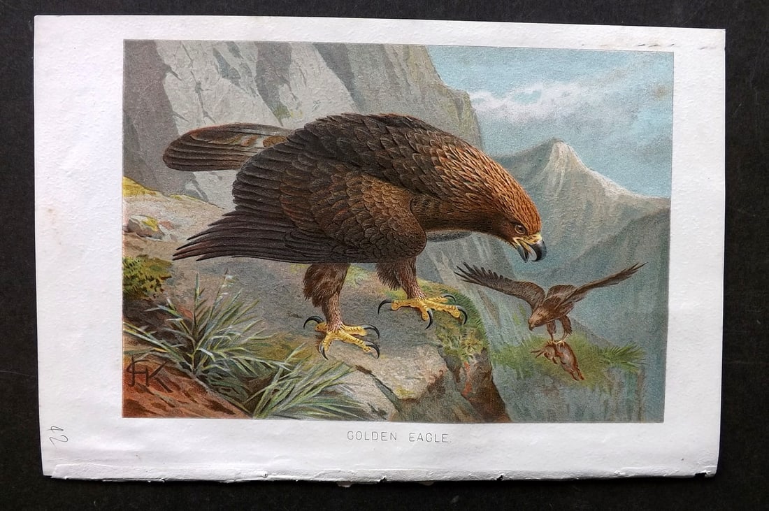 Lydekker, Richard 1896 Antique Bird Print. Golden Eagle: Chromolithograph Published 1894-96, London for "The Royal Natural History" by Richard Lydekker. Illustrated by Smit, Keulemans, Wolf and others. Paper Size: 10 x 6.5 inch (25 x 16.5cm) Good Condition