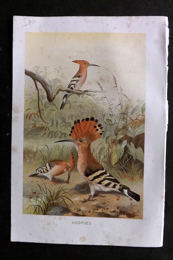 Lydekker, Richard 1896 Antique Bird Print. Hoopoes: Chromolithograph Published 1894-96, London for "The Royal Natural History" by Richard Lydekker. Illustrated by Smit, Keulemans, Wolf and others. Paper Size: 10 x 6.5 inch (25 x 16.5cm) Some toning, ot