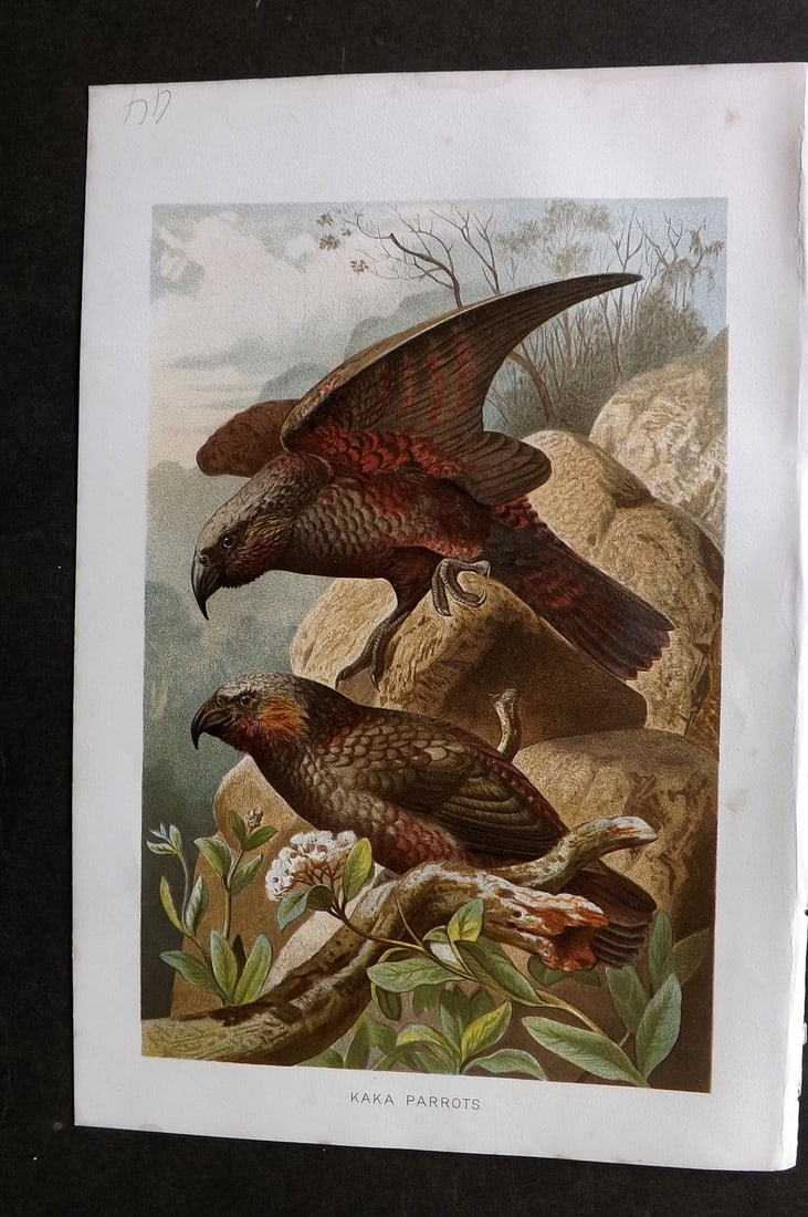 Lydekker, Richard 1896 Antique Bird Print. Kaka Parrots: Chromolithograph Published 1894-96, London for "The Royal Natural History" by Richard Lydekker. Illustrated by Smit, Keulemans, Wolf and others. Paper Size: 10 x 6.5 inch (25 x 16.5cm) Very minor marg