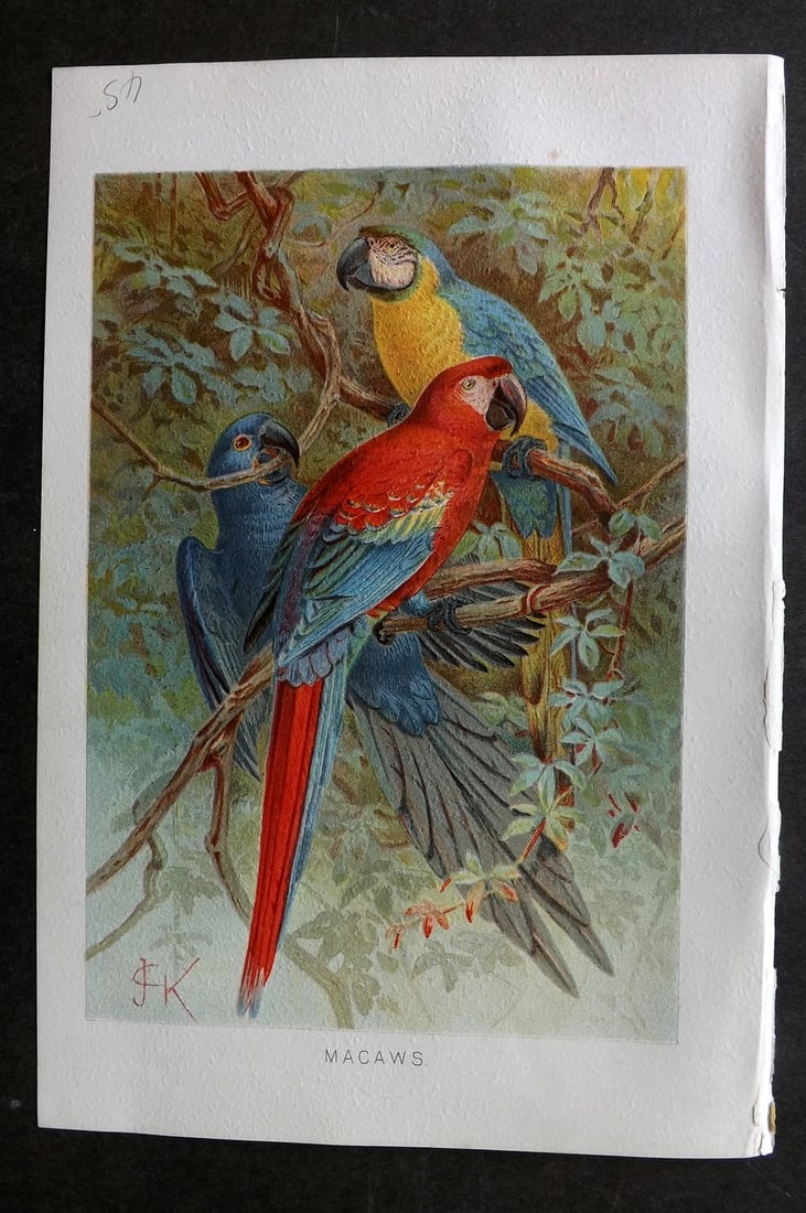 Lydekker, Richard 1896 Antique Bird Print. Macaws Parrots by Keulemanss: Chromolithograph Published 1894-96, London for "The Royal Natural History" by Richard Lydekker. Illustrated by Smit, Keulemans, Wolf and others. Paper Size: 10 x 6.5 inch (25 x 16.5cm) Good Condition