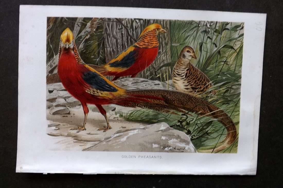 Lydekker, Richard 1896 Antique Bird Print. Golden Pheasants: Chromolithograph Published 1894-96, London for "The Royal Natural History" by Richard Lydekker. Illustrated by Smit, Keulemans, Wolf and others. Paper Size: 10 x 6.5 inch (25 x 16.5cm) Good Condition