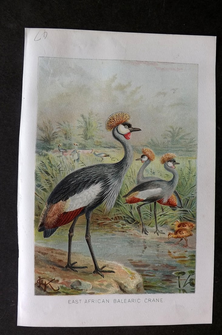 Lydekker, Richard 1896 Antique Bird Print. East African Balearic Crane: Chromolithograph Published 1894-96, London for "The Royal Natural History" by Richard Lydekker. Illustrated by Smit, Keulemans, Wolf and others. Paper Size: 10 x 6.5 inch (25 x 16.5cm) Good Condition