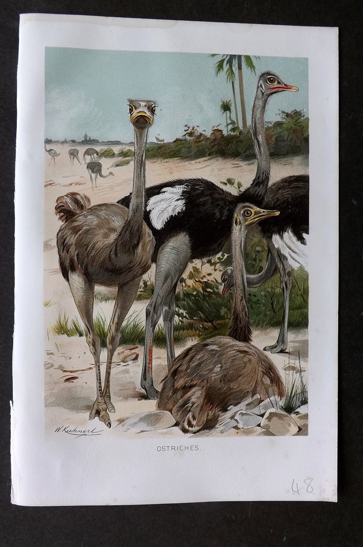 Lydekker, Richard 1896 Antique Bird Print. Ostriches: Chromolithograph Published 1894-96, London for "The Royal Natural History" by Richard Lydekker. Illustrated by Smit, Keulemans, Wolf and others. Paper Size: 10 x 6.5 inch (25 x 16.5cm) Good Condition