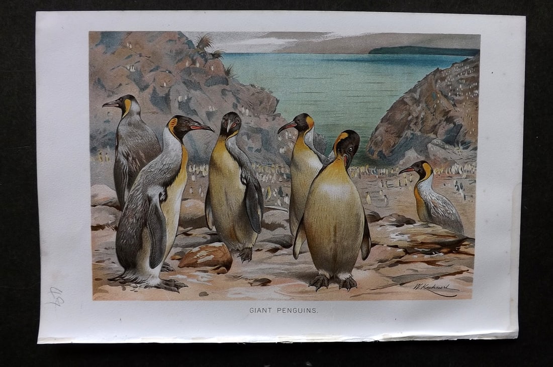 Lydekker, Richard 1896 Antique Bird Print. Giant Penguins: Chromolithograph Published 1894-96, London for "The Royal Natural History" by Richard Lydekker. Illustrated by Smit, Keulemans, Wolf and others. Paper Size: 10 x 6.5 inch (25 x 16.5cm) Good Condition