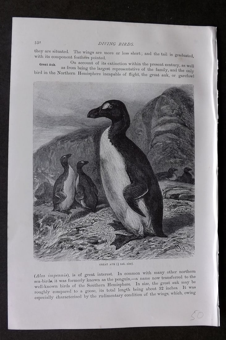 Lydekker, Richard 1896 Antique Bird Print. Extinct Great Auk: Wood Engraving with surrounding and verso descriptive text Published 1894-96, London for "The Royal Natural History" by Richard Lydekker. Illustrated by Smit, Keulemans, Wolf and others. Paper Size: 1