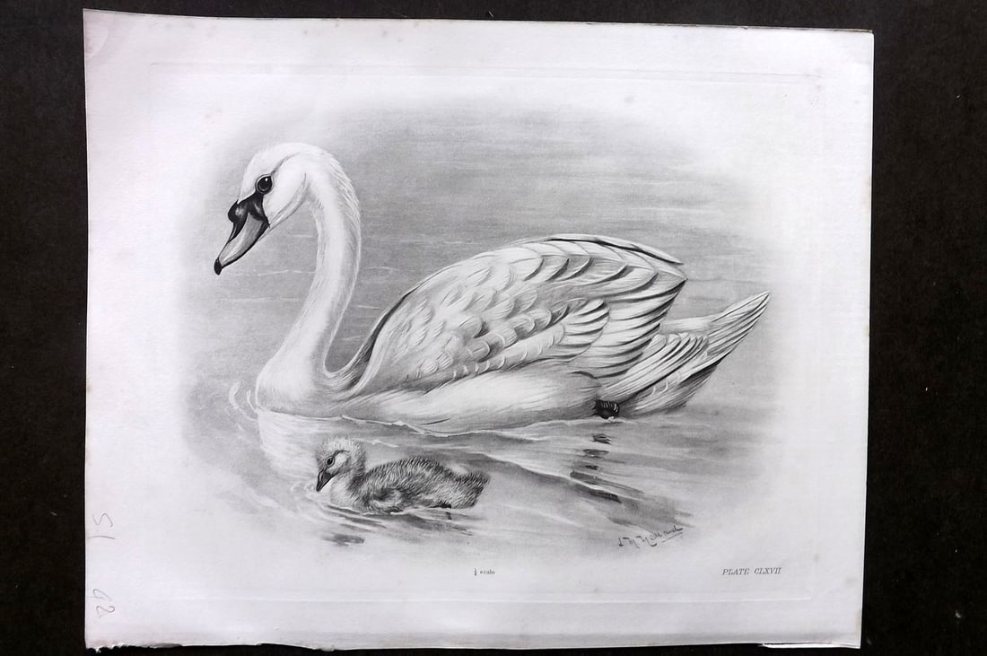 Medland, Lilian 1908 Folio Bird Print. Mute Swan 167: Photgravure Published 1906-11, London for "The Birds of the British Isles" by Charles Stonham. Illustrated by Lilian M. Medland. Paper Size: 12 x 10 inch (31 x 25cm) Very minor margin toning. Good Con