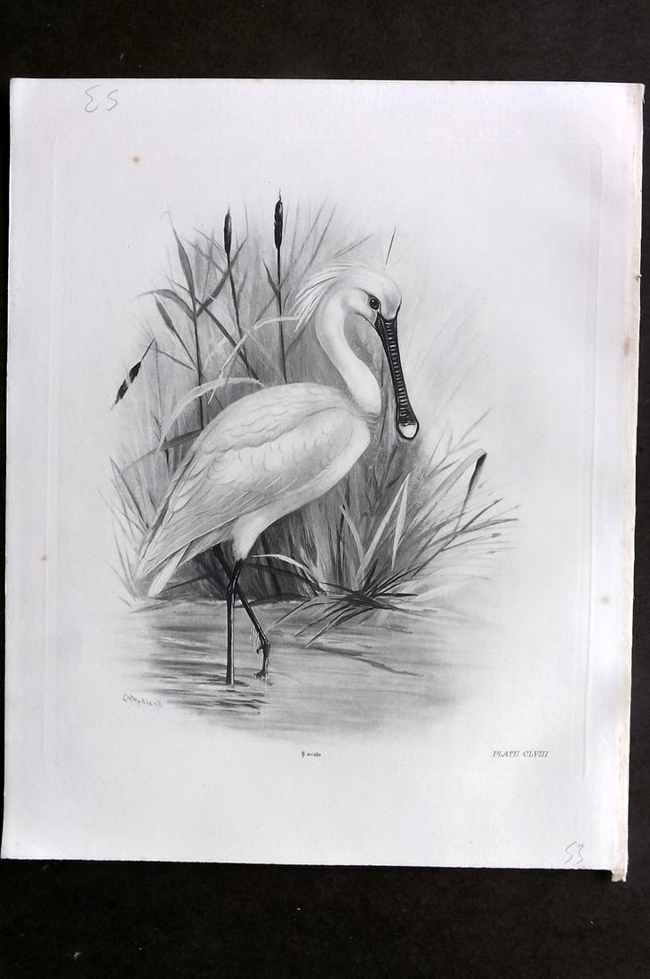 Medland, Lilian 1908 Folio Bird Print. Spoonbill 158: Photgravure Published 1906-11, London for "The Birds of the British Isles" by Charles Stonham. Illustrated by Lilian M. Medland. Paper Size: 12 x 10 inch (31 x 25cm) Very minor margin toning. Good Con