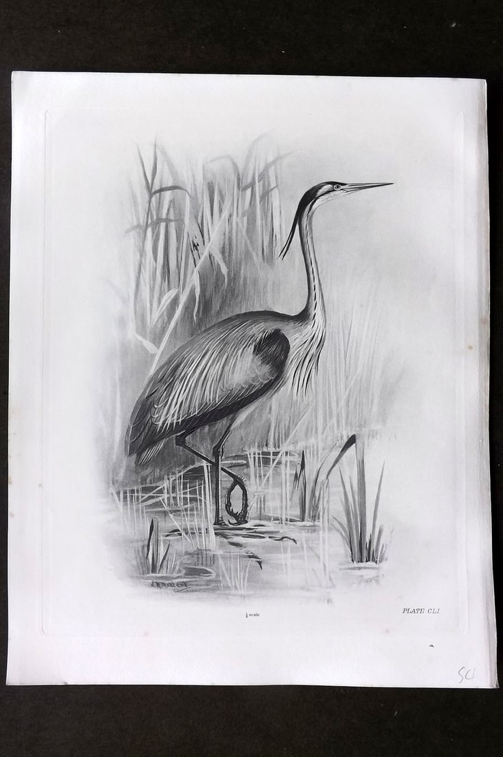 Medland, Lilian 1908 Folio Bird Print. Purple Heron 151 (1 of 1)