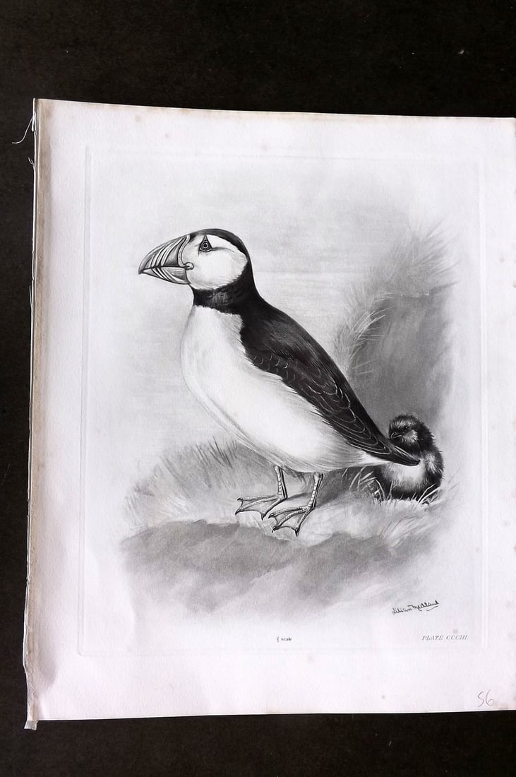 Medland, Lilian 1911 Folio Bird Print. Puffin 303: Photgravure Published 1906-11, London for "The Birds of the British Isles" by Charles Stonham. Illustrated by Lilian M. Medland. Paper Size: 12 x 10 inch (31 x 25cm) Good Condition