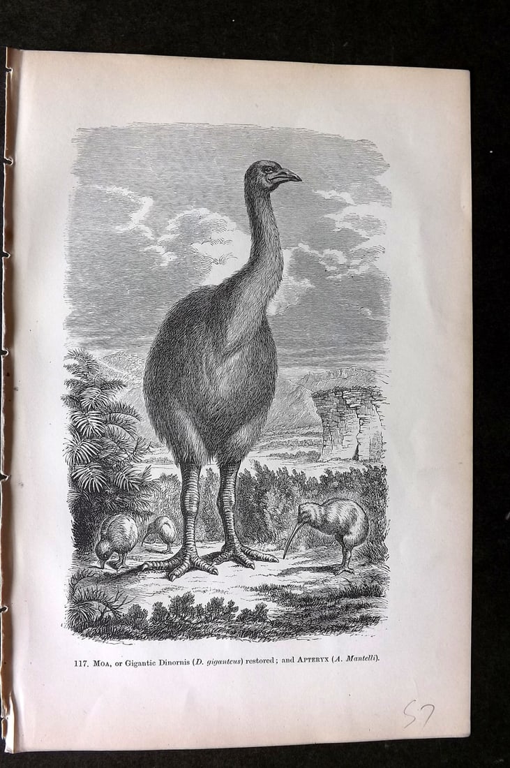 Pouchet, F. A. C1890 Print. Extinct Great Moa Bird. New Zealand: Wood Engraving (Reverse side blank) Published C1890, London for "The Universe: Or, The Infinitely Great and The Infinitely Little" by F. A. Pouchet. Paper Size: 9 x 6 inch (23 x 15cm) Good Condition