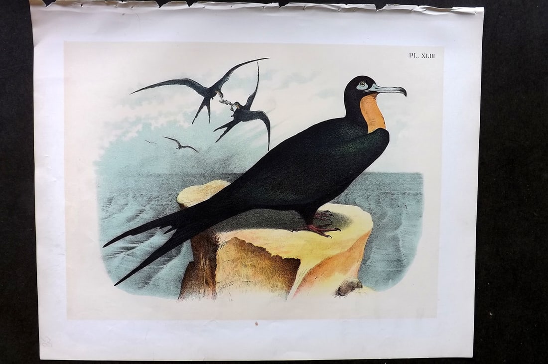 Studer, Jacob 1878 Folio USA Bird Print. Frigate or Man of War Bird 43 (1 of 1)