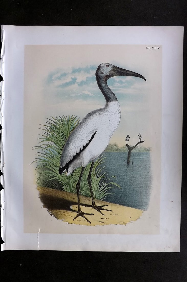 Studer, Jacob 1878 Folio USA Bird Print. Wood Ibis 44: Folio Lithographs Published 1878-81, New York for "The Birds of North America" by Jacob H. Studer, illustrated by Theodore Jasper. Paper Size: 14.5 x 11.5 inch (37 x 29cm) Small bottom margin tear. Go