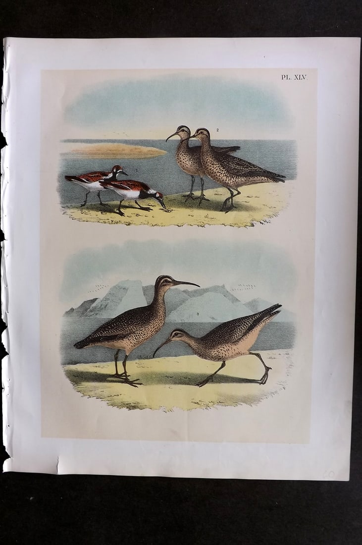 Studer, Jacob 1878 Folio USA Bird Print. Turnstone, Esquimaux & Hudsonian Curlew 45 (1 of 1)