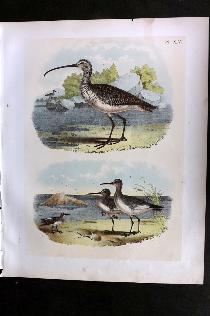 Studer, Jacob 1878 Folio USA Bird Print. Long billed Curlew, Willet, White Rumped Sandpiper 46: Folio Lithographs Published 1878-81, New York for "The Birds of North America" by Jacob H. Studer, illustrated by Theodore Jasper. Paper Size: 14.5 x 11.5 inch (37 x 29cm) Good Condition