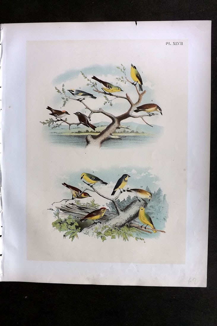 Studer, Jacob 1878 Folio USA Bird Print. Green Black-capped Flycatcher, Warblers, Kinglet, Canadian: Folio Lithographs Published 1878-81, New York for "The Birds of North America" by Jacob H. Studer, illustrated by Theodore Jasper. Paper Size: 14.5 x 11.5 inch (37 x 29cm) Tiny chip to top margin. Goo