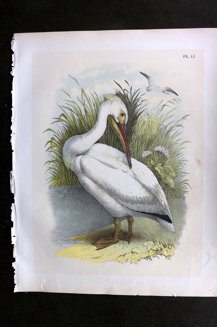 Studer, Jacob 1878 Folio USA Bird Print. White Pelican 51: Folio Lithographs Published 1878-81, New York for "The Birds of North America" by Jacob H. Studer, illustrated by Theodore Jasper. Paper Size: 14.5 x 11.5 inch (37 x 29cm) Good Condition