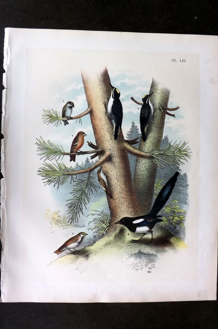 Studer, Jacob 1878 Folio USA Bird Print. Woodpeckers, American Magpie, Chickadee, Crossbill, Creeper: Folio Lithographs Published 1878-81, New York for "The Birds of North America" by Jacob H. Studer, illustrated by Theodore Jasper. Paper Size: 14.5 x 11.5 inch (37 x 29cm) Good Condition