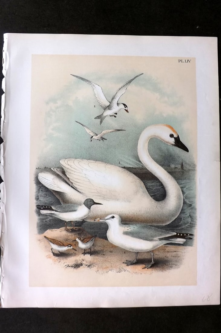 Studer, Jacob 1878 Folio USA Bird Print. Trumpeter Swan, Gulls 54: Folio Lithographs Published 1878-81, New York for "The Birds of North America" by Jacob H. Studer, illustrated by Theodore Jasper. Paper Size: 14.5 x 11.5 inch (37 x 29cm) Good Condition