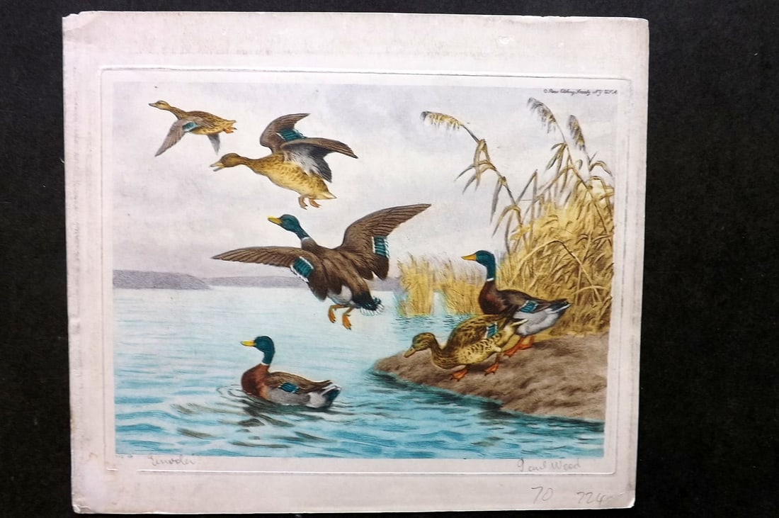 Wood, Paul C1935 Signed Bird Etching. Departure Geese Ducks: Colour Printed Etching Published C1935 by the Paris Etching Society, New York. Drawn & Etched by Paul Wood. Signed and Titled in pencil by Wood, bottom margin. Paper Size: 9.5 x 8.5 inch (24 x 22cm) M