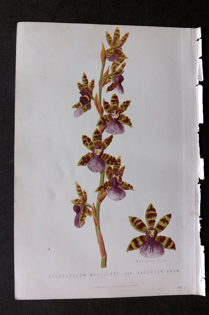 Anderson, James 1874 Botanical Print. Zygopetalum Maxillare Orchid: Woodblock Published 1874, London for "The New Practical Gardener, and Modern Horticulturist" by James Anderson. Printed in colours and finished by hand. Paper Size: 9.5 x 6.5 inch (24 x 16.5cm) Good C