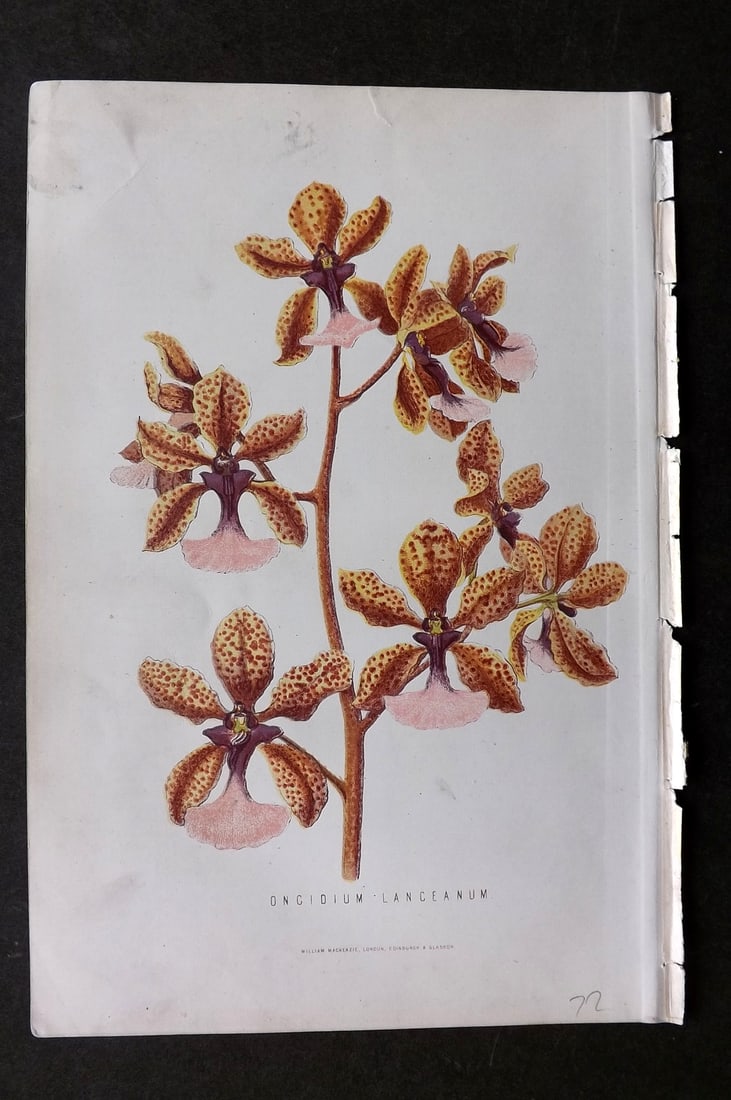 Anderson, James 1874 Botanical Print. Oncidium Lanceanum Orchid: Woodblock Published 1874, London for "The New Practical Gardener, and Modern Horticulturist" by James Anderson. Printed in colours and finished by hand. Paper Size: 9.5 x 6.5 inch (24 x 16.5cm) Tiny t