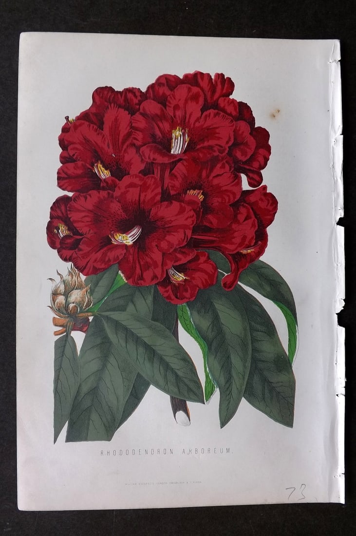Anderson, James 1874 Botanical Print. Rhododendron Aboreum: Woodblock Published 1874, London for "The New Practical Gardener, and Modern Horticulturist" by James Anderson. Printed in colours and finished by hand. Paper Size: 9.5 x 6.5 inch (24 x 16.5cm) A coup