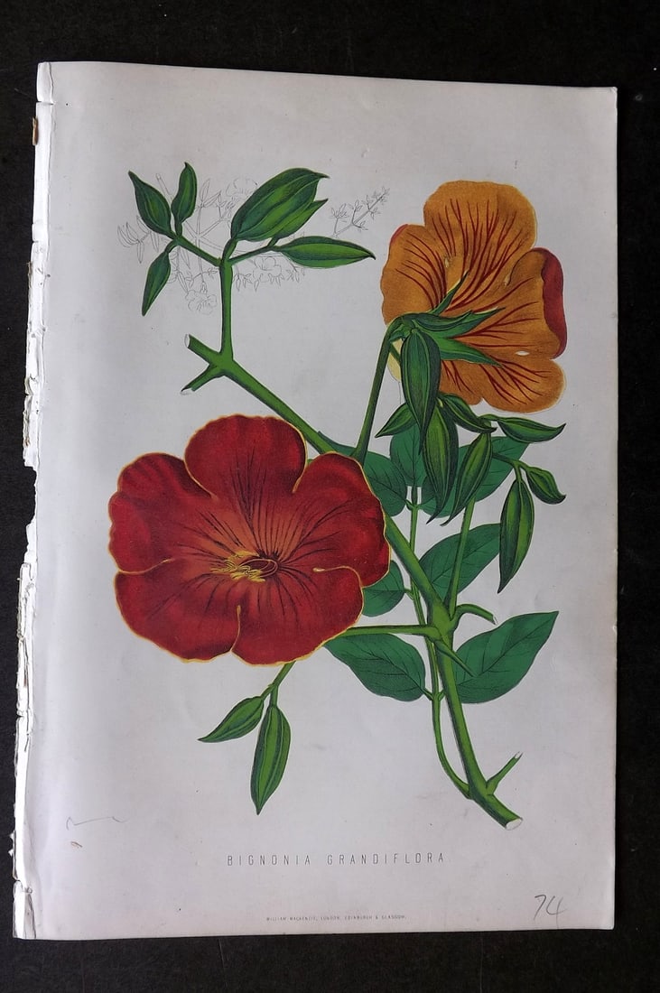 Anderson, James 1874 Botanical Print. Bignonia Grandiflora: Woodblock Published 1874, London for "The New Practical Gardener, and Modern Horticulturist" by James Anderson. Printed in colours and finished by hand. Paper Size: 9.5 x 6.5 inch (24 x 16.5cm) Good C