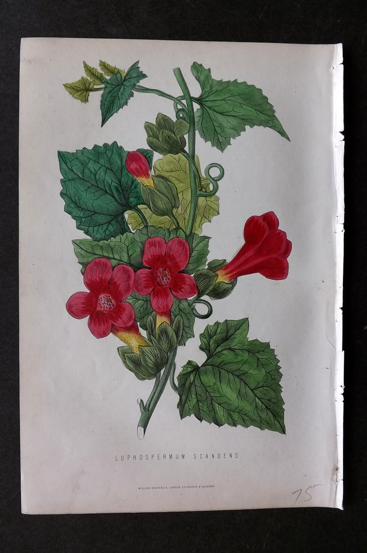 Anderson, James 1874 Botanical Print. Luphospermum Scandens: Woodblock Published 1874, London for "The New Practical Gardener, and Modern Horticulturist" by James Anderson. Printed in colours and finished by hand. Paper Size: 9.5 x 6.5 inch (24 x 16.5cm) Good C