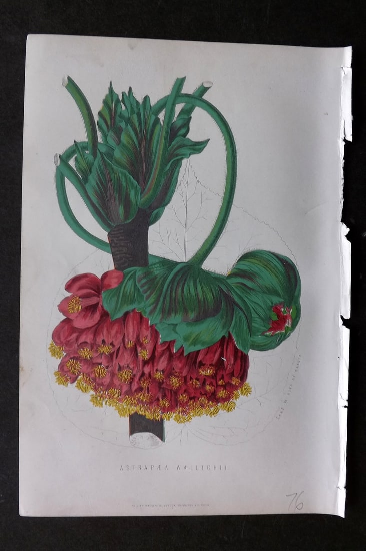 Anderson, James 1874 Botanical Print. Astrapae Wallichii: Woodblock Published 1874, London for "The New Practical Gardener, and Modern Horticulturist" by James Anderson. Printed in colours and finished by hand. Paper Size: 9.5 x 6.5 inch (24 x 16.5cm) Good C
