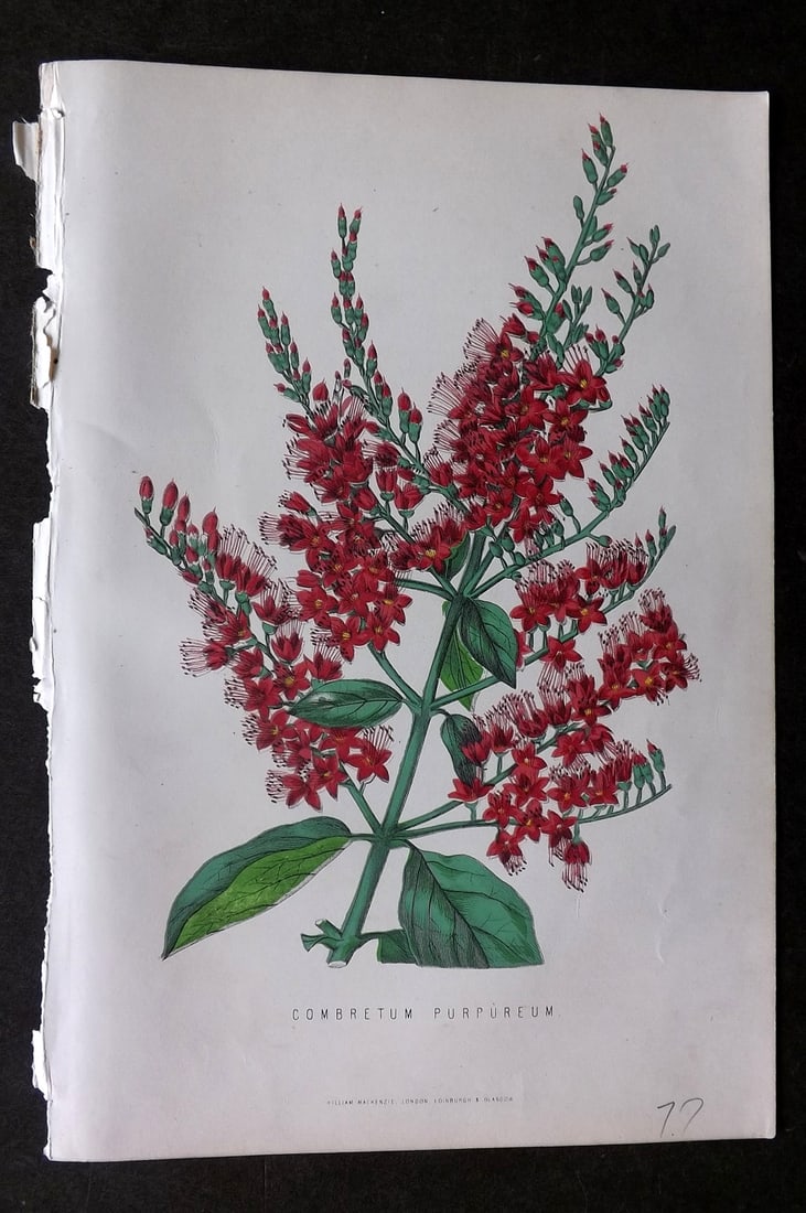 Anderson, James 1874 Botanical Print. Combretum Purpurem: Woodblock Published 1874, London for "The New Practical Gardener, and Modern Horticulturist" by James Anderson. Printed in colours and finished by hand. Paper Size: 9.5 x 6.5 inch (24 x 16.5cm) Good C