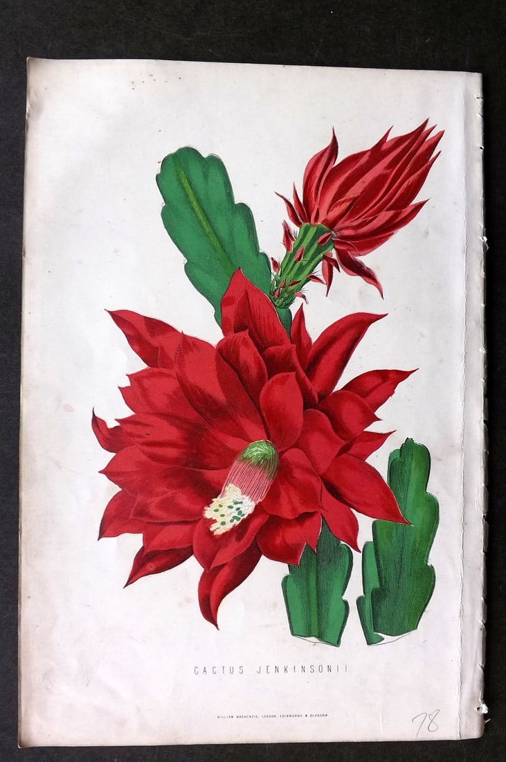 Anderson, James 1874 Botanical Print. Cactus Jenkinsonii: Woodblock Published 1874, London for "The New Practical Gardener, and Modern Horticulturist" by James Anderson. Printed in colours and finished by hand. Paper Size: 9.5 x 6.5 inch (24 x 16.5cm) Very m