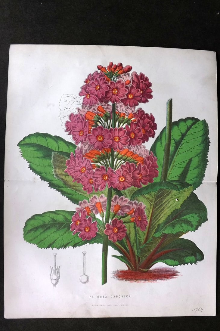 Anderson, James 1874 Double Botanical Print. Primula Japonica: Woodblock Published 1874, London for "The New Practical Gardener, and Modern Horticulturist" by James Anderson. Printed in colours and finished by hand. Centre fold as issued. Paper Size: 12 x 9.5 inc