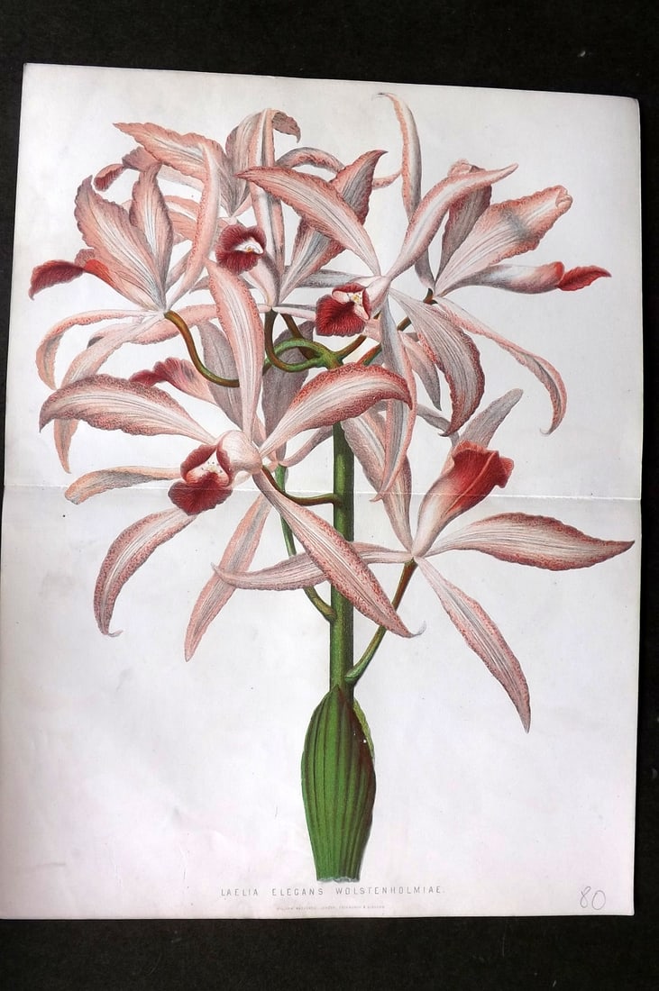 Anderson, James 1874 Double Botanical Print. Laelia Elegans Wolstenholmiae Lily: Woodblock Published 1874, London for "The New Practical Gardener, and Modern Horticulturist" by James Anderson. Printed in colours and finished by hand. Centre fold as issued. Paper Size: 12 x 9.5 inc