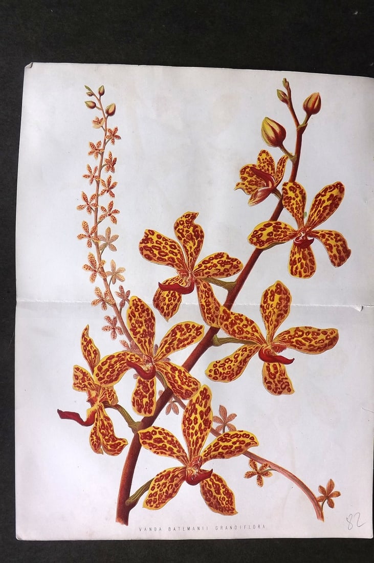 Anderson, James 1874 Double Botanical Print. Vanda Batemanii Grandiflora Orchid: Woodblock Published 1874, London for "The New Practical Gardener, and Modern Horticulturist" by James Anderson. Printed in colours and finished by hand. Centre fold as issued. Paper Size: 12 x 9.5 inc