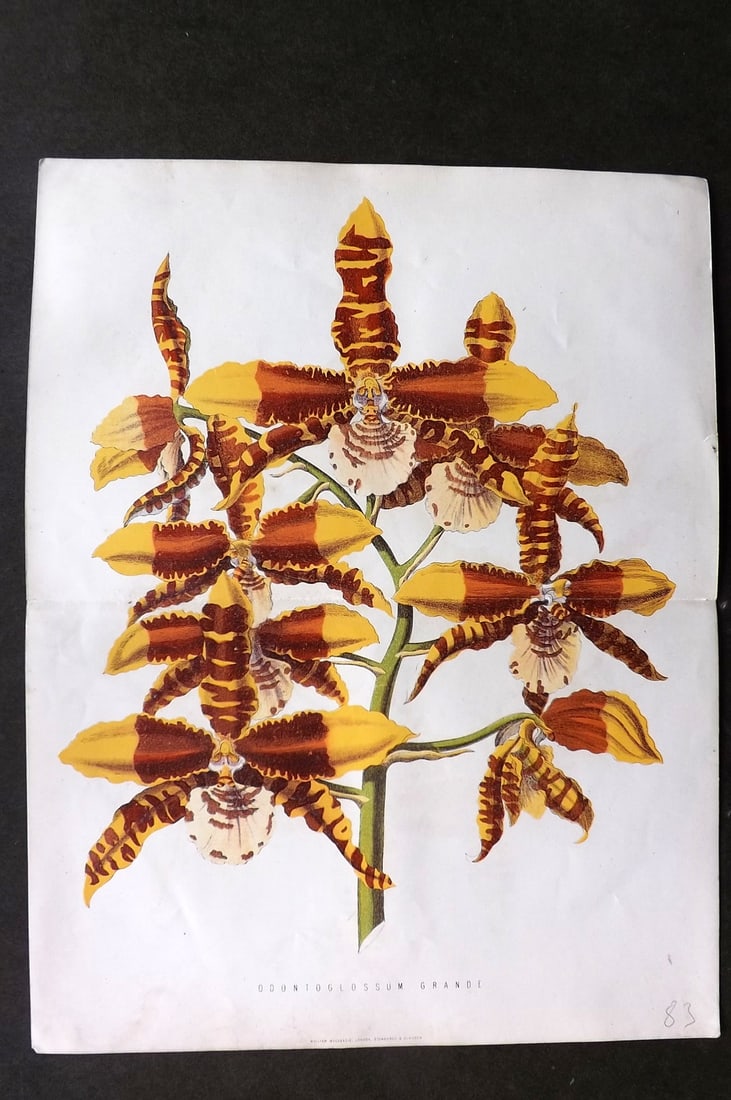 Anderson, James 1874 Double Botanical Print. Orchid Odontoglossum Grande: Woodblock Published 1874, London for "The New Practical Gardener, and Modern Horticulturist" by James Anderson. Printed in colours and finished by hand. Centre fold as issued. Paper Size: 12 x 9.5 inc