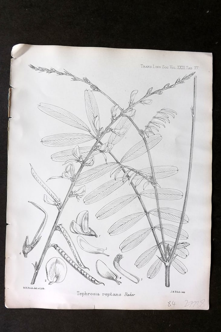 Fitch, Walter 1870's Antique Botanical Print. Tephrosia Reptans 29-27: Lithograph Published 1791-1955, London for "The Transactions of The Linnean Society of London" by Various Contributors. Illustrated by Walter Hood Fitch. Paper Size: 12 x 9 inch (30 x 23cm) Good Condi