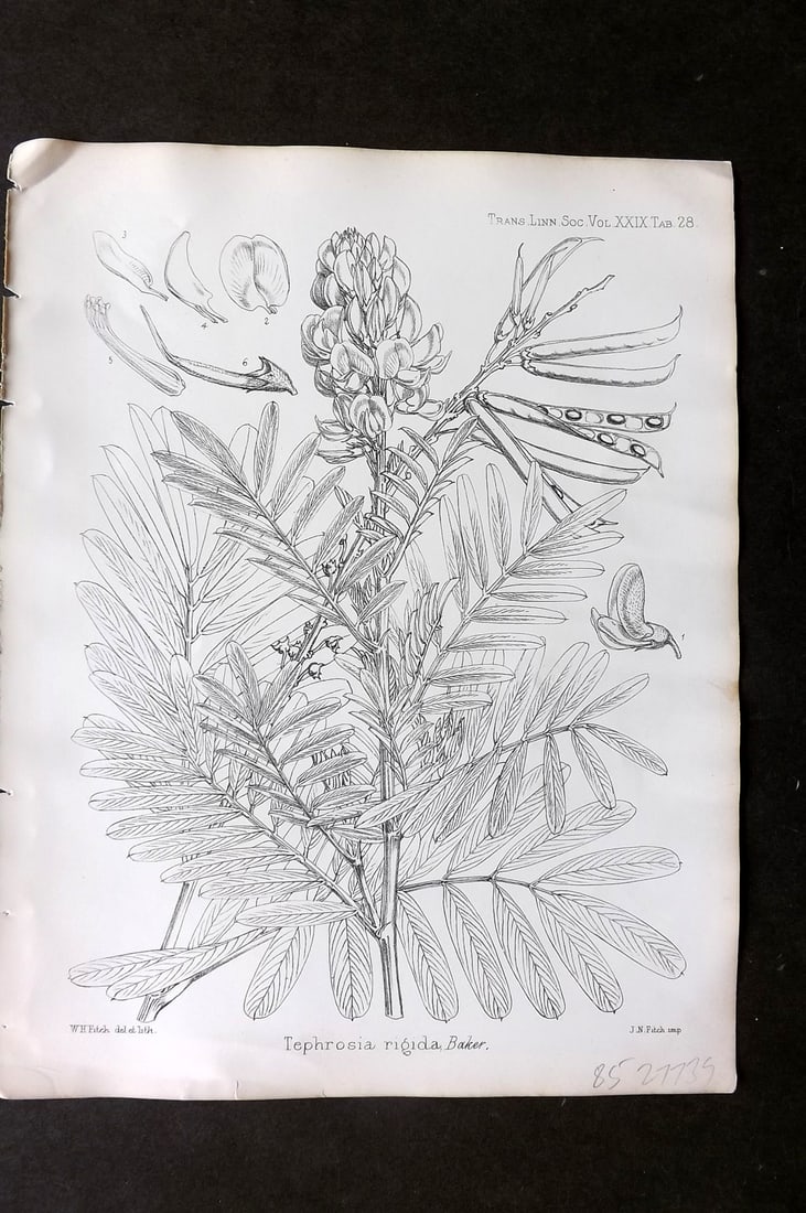 Fitch, Walter 1870's Antique Botanical Print. Tephrosia Rigida 29-28: Lithograph Published 1791-1955, London for "The Transactions of The Linnean Society of London" by Various Contributors. Illustrated by Walter Hood Fitch. Paper Size: 12 x 9 inch (30 x 23cm) Good Condi