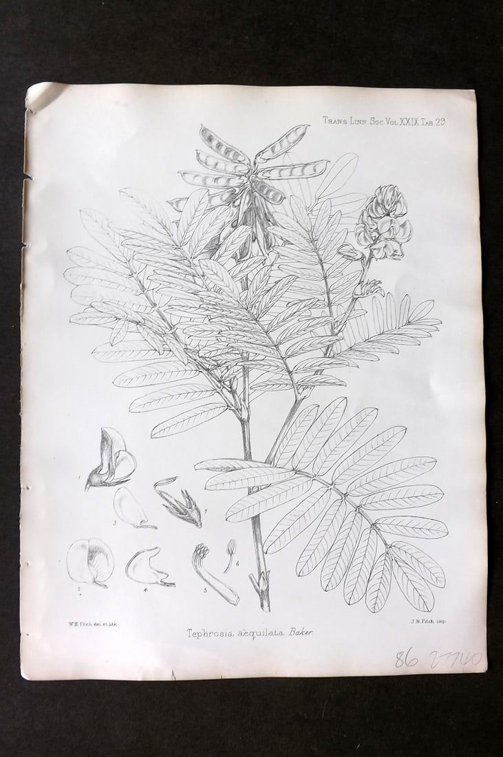 Fitch, Walter 1870's Antique Botanical Print. Tephrosia Aequilata 29-29: Lithograph Published 1791-1955, London for "The Transactions of The Linnean Society of London" by Various Contributors. Illustrated by Walter Hood Fitch. Paper Size: 12 x 9 inch (30 x 23cm) Good Condi