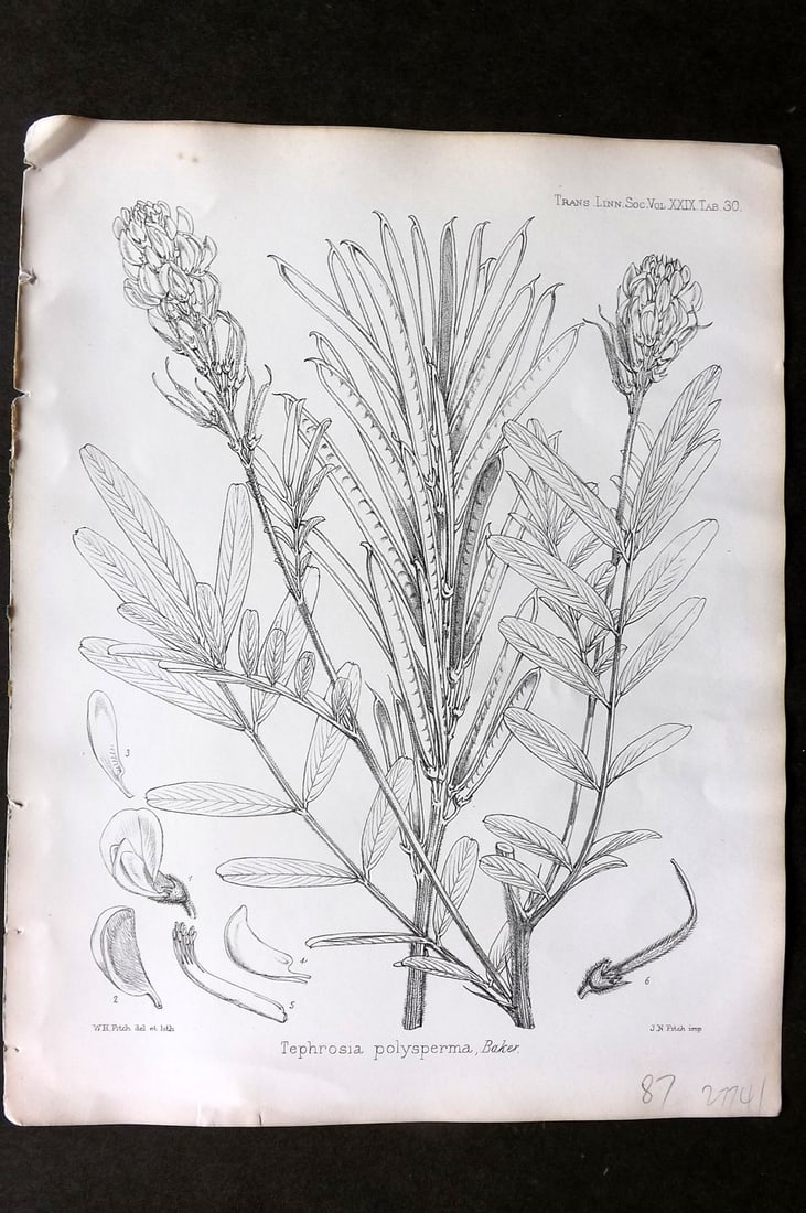 Fitch, Walter 1870's Antique Botanical Print. Tephrosia Polysperma 29-30: Lithograph Published 1791-1955, London for "The Transactions of The Linnean Society of London" by Various Contributors. Illustrated by Walter Hood Fitch. Paper Size: 12 x 9 inch (30 x 23cm) Good Condi