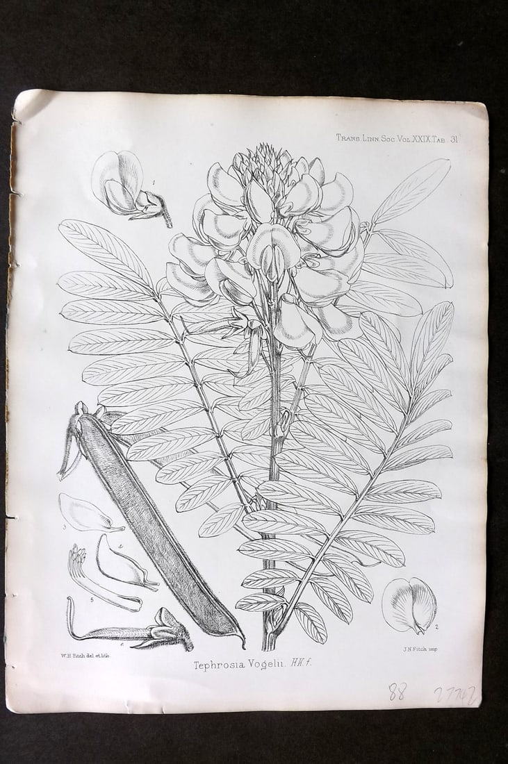 Fitch, Walter 1870's Antique Botanical Print. Tephrosia Vogelii 29-31: Lithograph Published 1791-1955, London for "The Transactions of The Linnean Society of London" by Various Contributors. Illustrated by Walter Hood Fitch. Paper Size: 12 x 9 inch (30 x 23cm) Good Condi