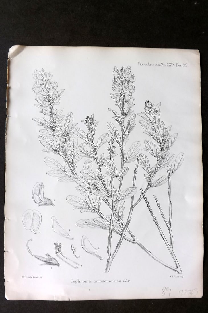 Fitch, Walter 1870's Antique Botanical Print. Tephrosia Eriosemoides 29-32: Lithograph Published 1791-1955, London for "The Transactions of The Linnean Society of London" by Various Contributors. Illustrated by Walter Hood Fitch. Paper Size: 12 x 9 inch (30 x 23cm) Good Condi