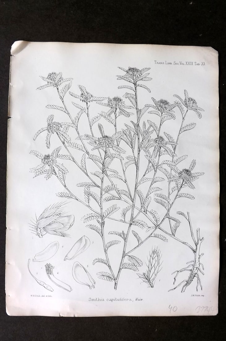 Fitch, Walter 1870's Antique Botanical Print. Smithia Capitulifera 29-33: Lithograph Published 1791-1955, London for "The Transactions of The Linnean Society of London" by Various Contributors. Illustrated by Walter Hood Fitch. Paper Size: 12 x 9 inch (30 x 23cm) Good Condi