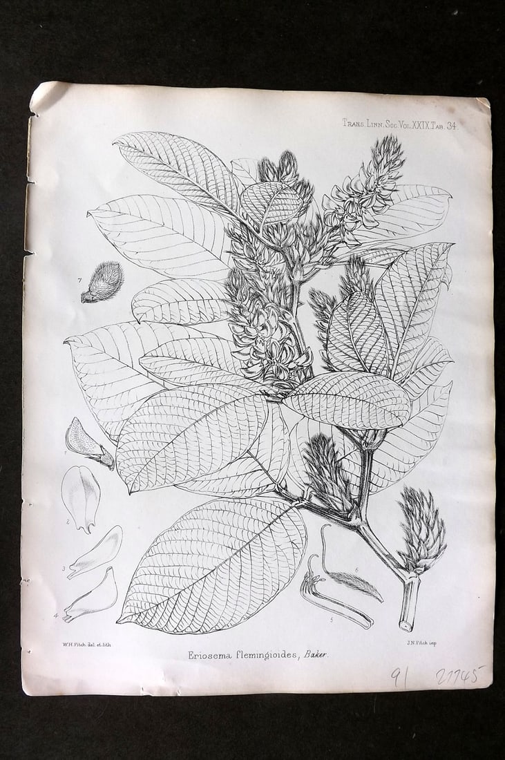Fitch, Walter 1870's Antique Botanical Print. Eriosema Flemingioides 29-34: Lithograph Published 1791-1955, London for "The Transactions of The Linnean Society of London" by Various Contributors. Illustrated by Walter Hood Fitch. Paper Size: 12 x 9 inch (30 x 23cm) Good Condi