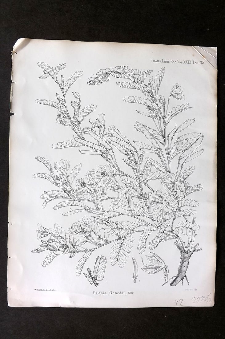 Fitch, Walter 1870's Antique Botanical Print. Cassia Grantii 29-35: Lithograph Published 1791-1955, London for "The Transactions of The Linnean Society of London" by Various Contributors. Illustrated by Walter Hood Fitch. Paper Size: 12 x 9 inch (30 x 23cm) Good Condi