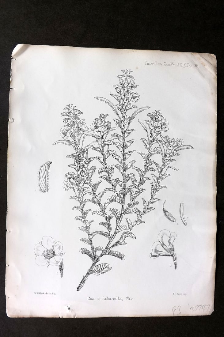 Fitch, Walter 1870's Antique Botanical Print. Cassia Falcinella 29-36: Lithograph Published 1791-1955, London for "The Transactions of The Linnean Society of London" by Various Contributors. Illustrated by Walter Hood Fitch. Paper Size: 12 x 9 inch (30 x 23cm) Good Condi