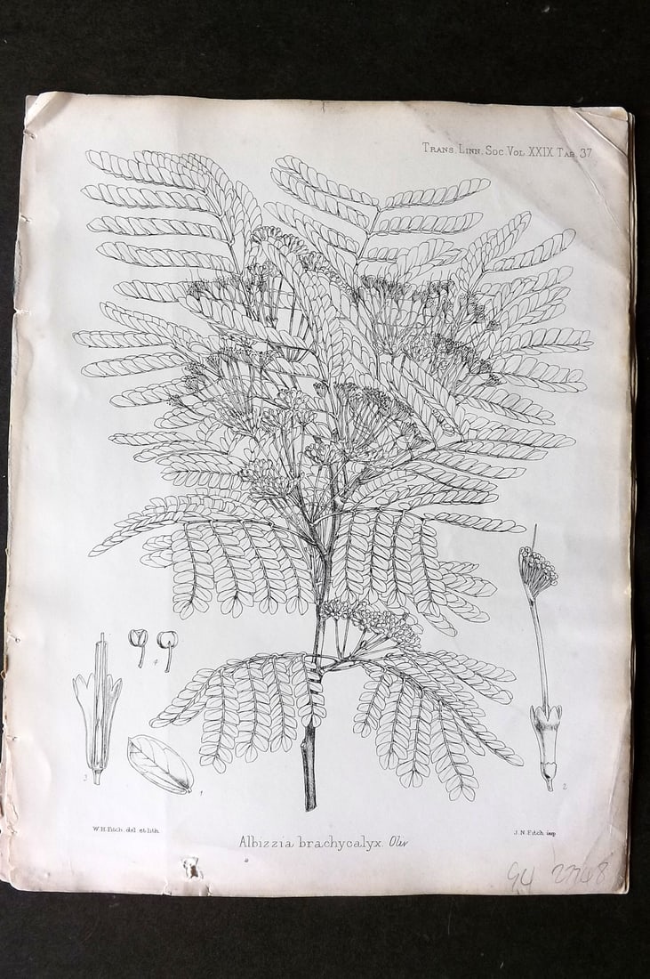 Fitch, Walter 1870's Antique Botanical Print. Albizzia Brachycalyx 29-37: Lithograph Published 1791-1955, London for "The Transactions of The Linnean Society of London" by Various Contributors. Illustrated by Walter Hood Fitch. Paper Size: 12 x 9 inch (30 x 23cm) A few mino