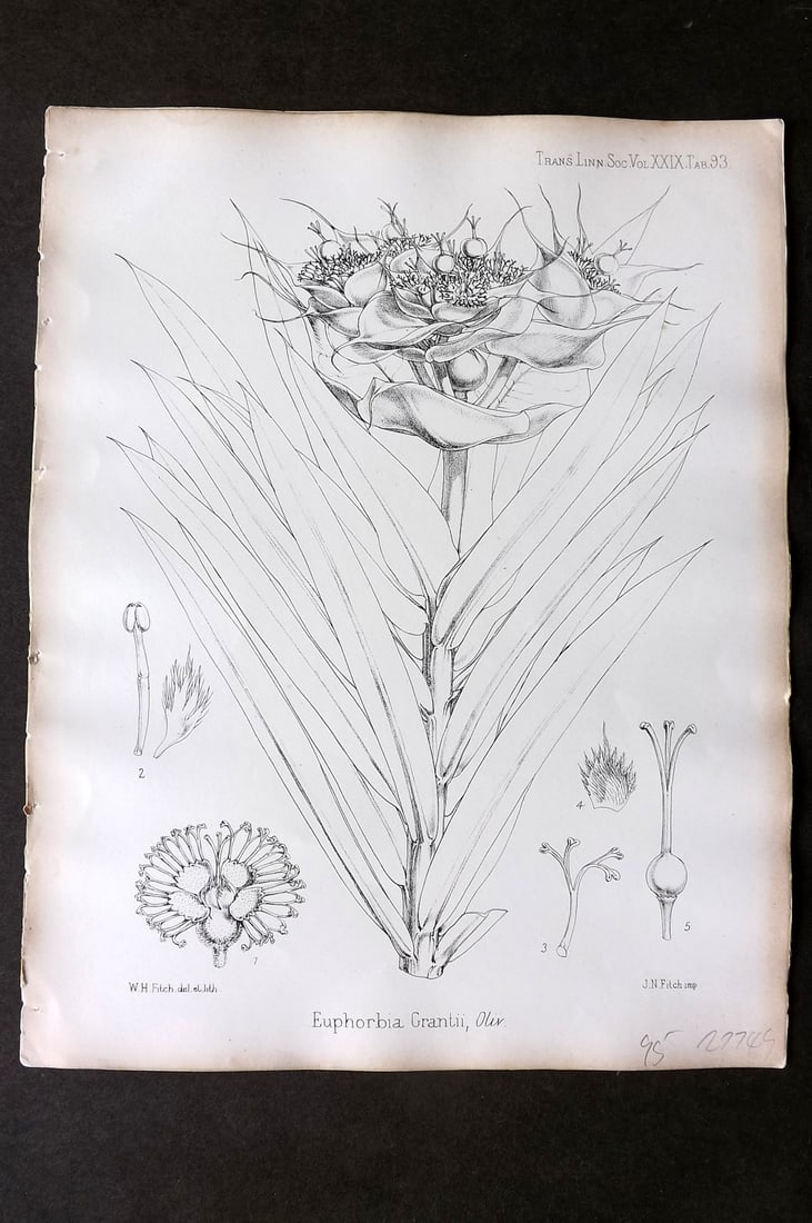 Fitch, Walter 1870's Antique Botanical Print. Euphorbia Grantii 29-93: Lithograph Published 1791-1955, London for "The Transactions of The Linnean Society of London" by Various Contributors. Illustrated by Walter Hood Fitch. Paper Size: 12 x 9 inch (30 x 23cm) Good Condi