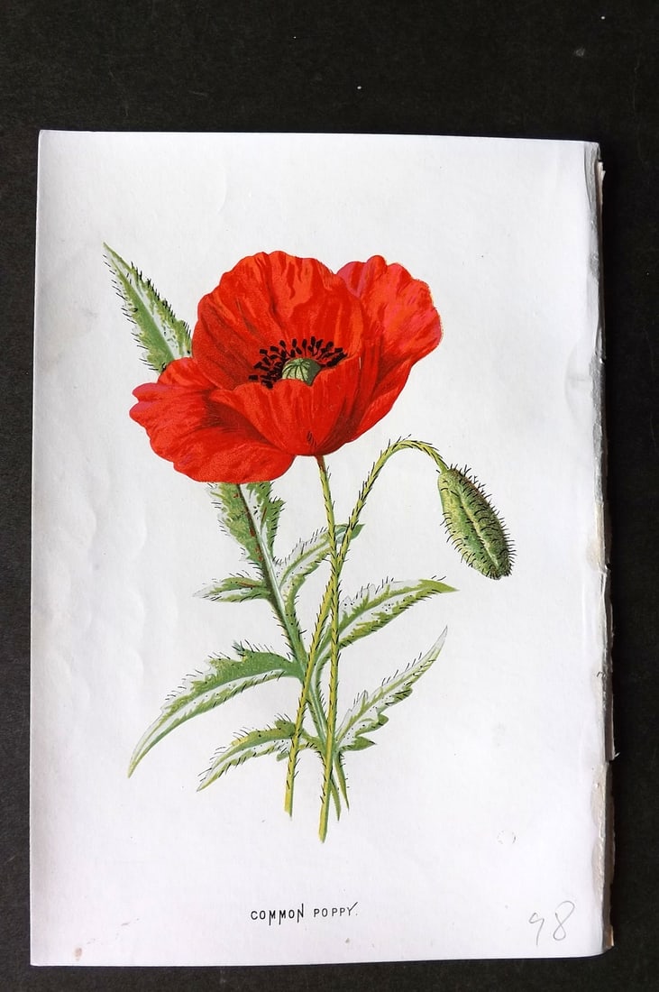 Hulme, F. Edward 1884 First Edition Botanical Print. Common Poppy: Chromolithograph Published 1878-84, London for "Familiar Wild Flowers" First Edition by F. Edward Hulme & Shirley Hibberd. Paper Size: 7.5 x 5 inch (19 x 13cm) Good Condition